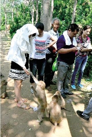 鄭州一景區(qū)猴子傷游客、毀麥田 讓人很頭疼