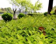 一場持續(xù)降雨后呈現(xiàn)在每個市民眼中的都是綠意和花的世界。