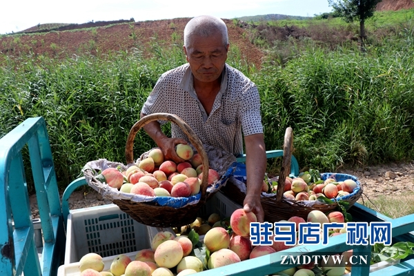 胡廟萬(wàn)畝桃園桃子大豐收卻遇滯銷(xiāo)難題