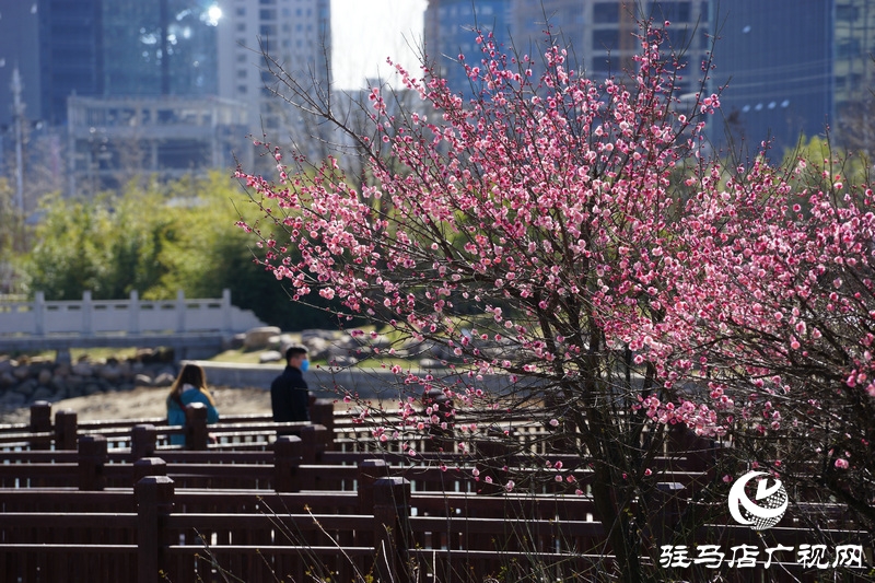 看她的滿城花開(kāi)  攝影 文字：王向陽(yáng)  歡迎轉(zhuǎn)載，請(qǐng)注明作者出處