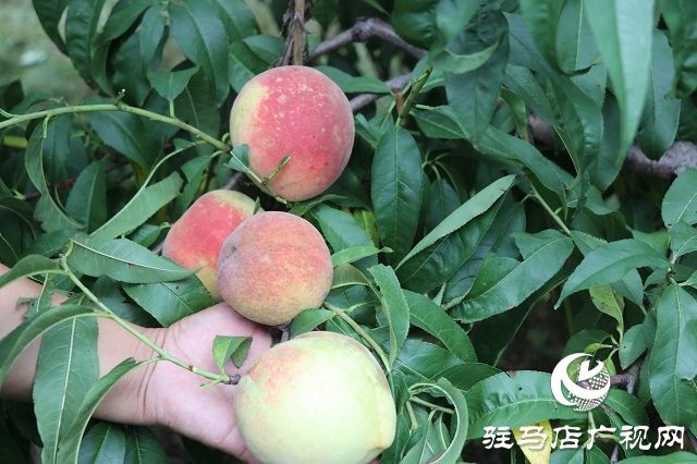 泌陽縣易齊發(fā)種植專業(yè)合作社帶領(lǐng)鄉(xiāng)親“一起發(fā)”