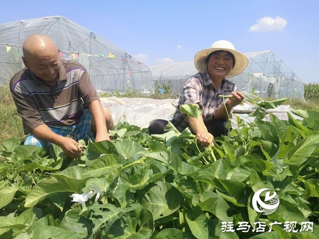 驛城區(qū)朱古洞鄉(xiāng)：瞄準“餐桌”經(jīng)濟 帶民脫貧奔小康