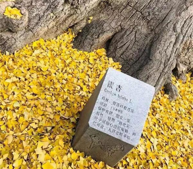 “古剎秋景惹人醉，金色滿園迎賓朋”——嵩山少林寺千年銀杏已到了一年之中最美時(shí)節(jié)！