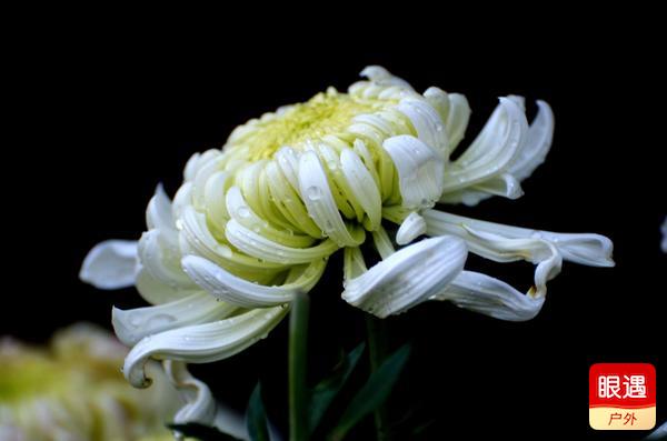 【眼遇最美秋菊】不是花中偏愛菊 此花開盡更無花