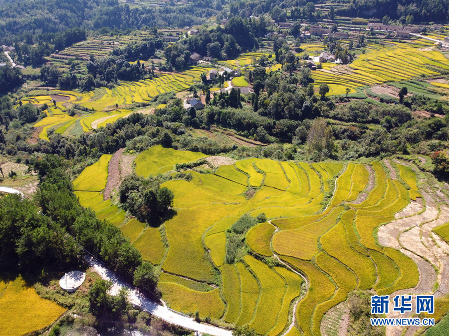 走進(jìn)鄉(xiāng)村看小康丨湖北巴東牛洞坪村：層層梯田遍地金 稻谷豐收美如畫