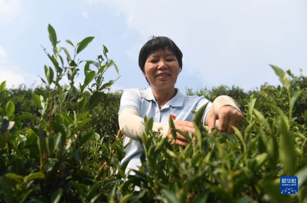 二十大代表風(fēng)采丨祝雪蘭：茶香氤氳蘊(yùn)初心