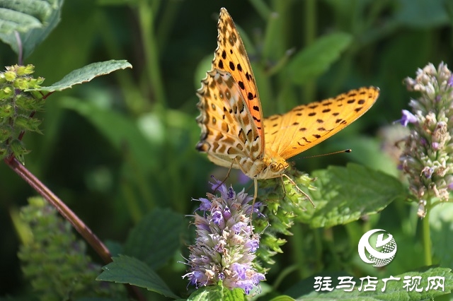 霍香花開濃 蜂蝶蹁躚來