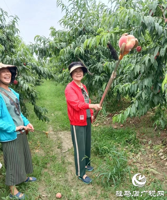 蜜桃掛滿枝 采摘樂(lè)趣多