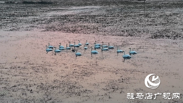 寒冬，他們在宿鴨湖濕地守護(hù)候鳥