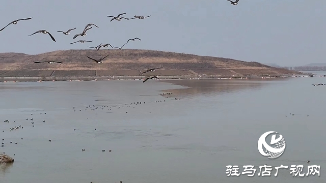 寒冬，他們在宿鴨湖濕地守護(hù)候鳥