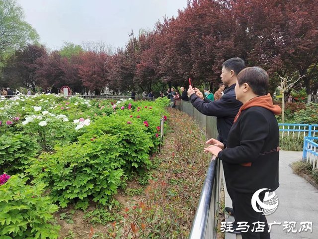 駐馬店南海公園：牡丹次第開 國色綻芳容