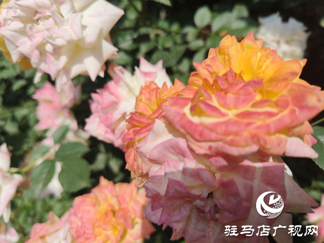 新蔡縣頓崗鄉(xiāng)：月季花開(kāi)格外美 芳香撲鼻惹人愛(ài)