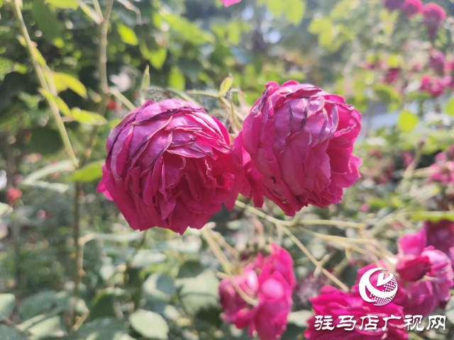 新蔡縣頓崗鄉(xiāng)：月季花開(kāi)格外美 芳香撲鼻惹人愛(ài)