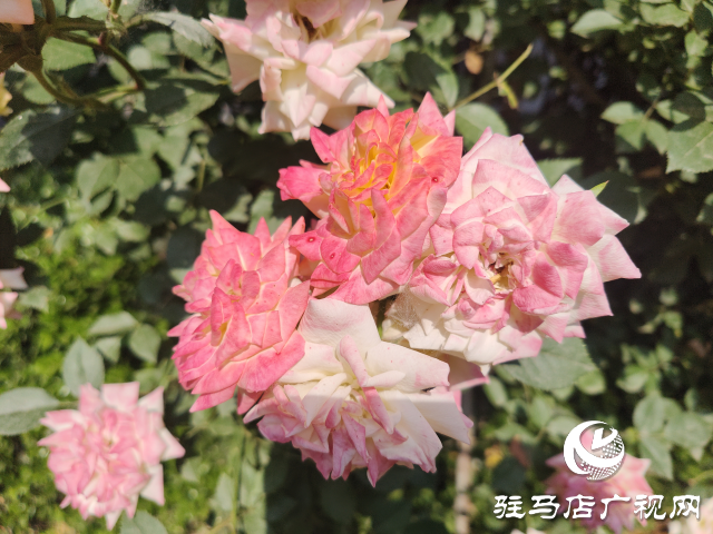 新蔡縣頓崗鄉(xiāng)：月季花開(kāi)格外美 芳香撲鼻惹人愛(ài)