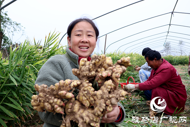 正陽(yáng)縣陡溝鎮(zhèn)：鄉(xiāng)村產(chǎn)業(yè)興旺 “姜”來(lái)生活好