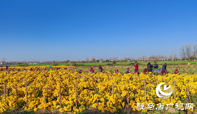 平輿縣廟灣鎮(zhèn)大楊村：黨建與產(chǎn)業(yè)緊密融合 鋪設(shè)鄉(xiāng)村振興“快車(chē)道”