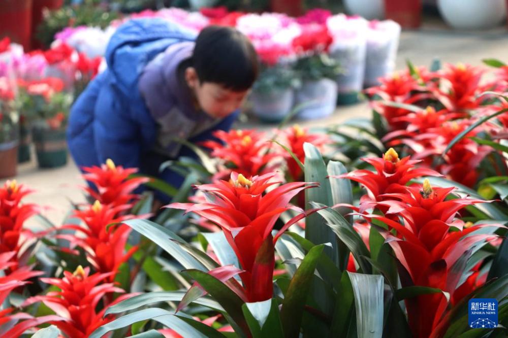 新年臨近 花卉俏銷