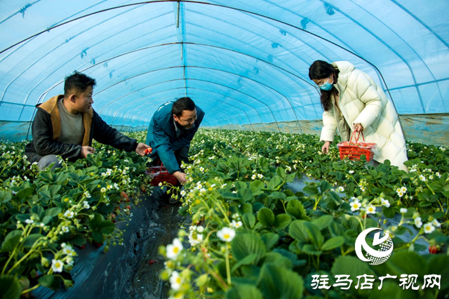 正陽縣清源街道：“小草莓”托起鄉(xiāng)村振興“大夢想”