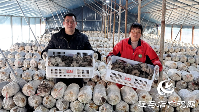 正陽縣熊寨鎮(zhèn)毛集村的新鮮“菇”事