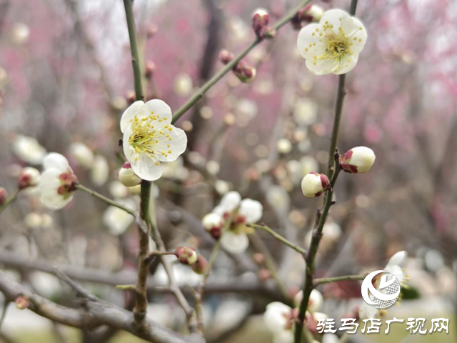 驛城區(qū)：梅花盛開俏枝頭 暗香浮動春意濃