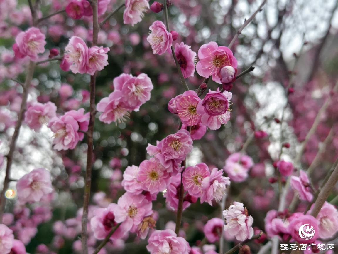 驛城區(qū)：梅花盛開俏枝頭 暗香浮動春意濃