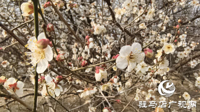 天中梅花基地：萬(wàn)株梅綻 燃爆新春的網(wǎng)紅花海