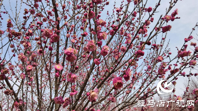 天中梅花基地：萬(wàn)株梅綻 燃爆新春的網(wǎng)紅花海