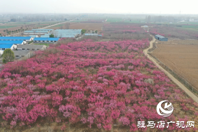 泌陽(yáng)王店鎮(zhèn)高樓村：百畝梅花繪就生態(tài)文旅新畫卷