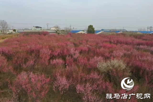 泌陽(yáng)王店鎮(zhèn)高樓村：百畝梅花繪就生態(tài)文旅新畫卷