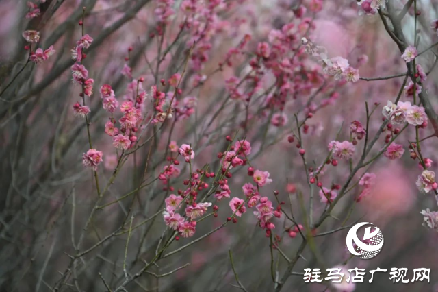 泌陽(yáng)王店鎮(zhèn)高樓村：百畝梅花繪就生態(tài)文旅新畫卷