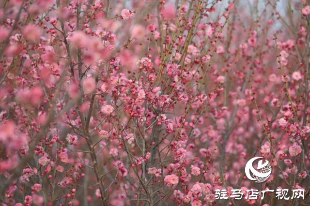 泌陽(yáng)王店鎮(zhèn)高樓村：百畝梅花繪就生態(tài)文旅新畫卷