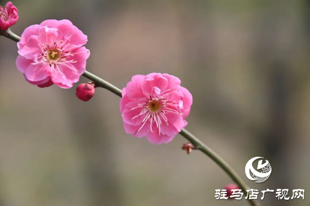 泌陽(yáng)王店鎮(zhèn)高樓村：百畝梅花繪就生態(tài)文旅新畫卷