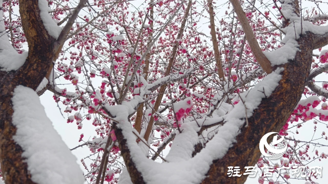 駐馬店雙龍公園：雪舞梅香 詩意盎然