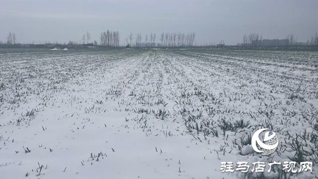 駐馬店：“及時(shí)雪”潤澤萬畝麥田 種糧大戶喜笑顏開