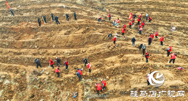 確山：春光明媚日 植樹正當時