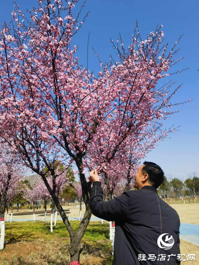 確山縣住建局喊話:公園花已開(kāi)等你來(lái)打卡