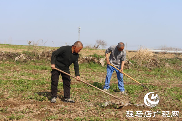 驛城區(qū)香山街道：搶抓春耕好時機 種下藥材“金種子”