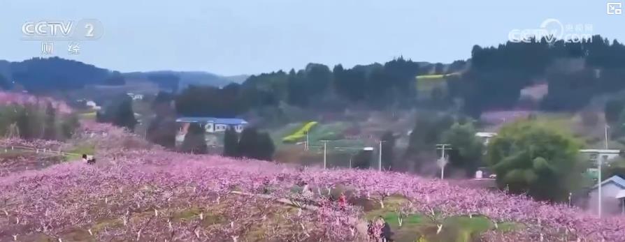 以“花”為媒、以“旅”促農(nóng) 勾勒鄉(xiāng)村振興新圖景