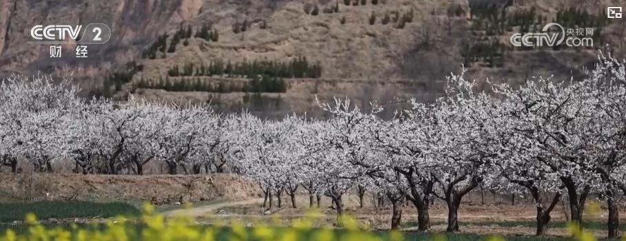 以“花”為媒、以“旅”促農(nóng) 勾勒鄉(xiāng)村振興新圖景