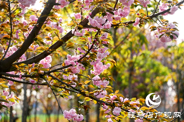 百花繪就春之調(diào)色盤 錦繡花海引客醉芳菲