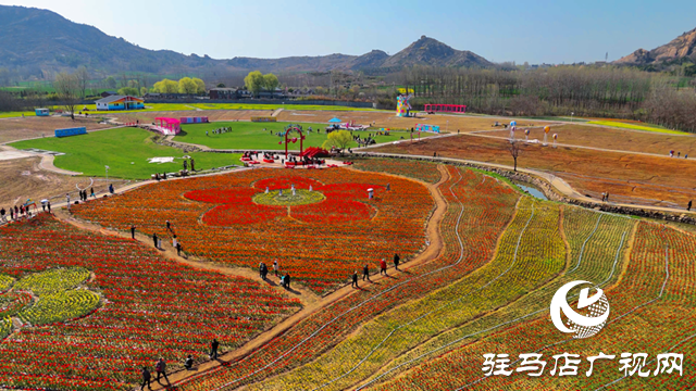 遂平嵖岈山郁金香園：花開迎客來 芳華惹人醉