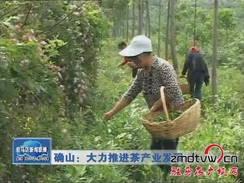 確山：大力推進(jìn)茶產(chǎn)業(yè)發(fā)展