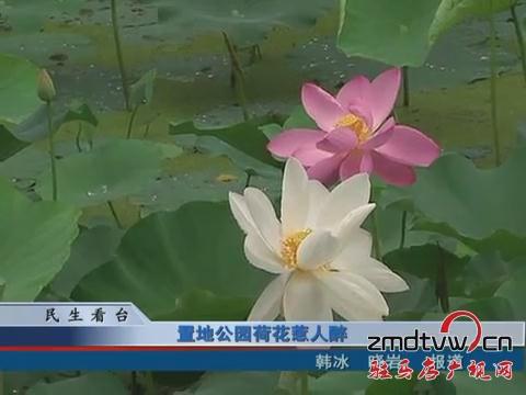 置地公園荷花惹人醉